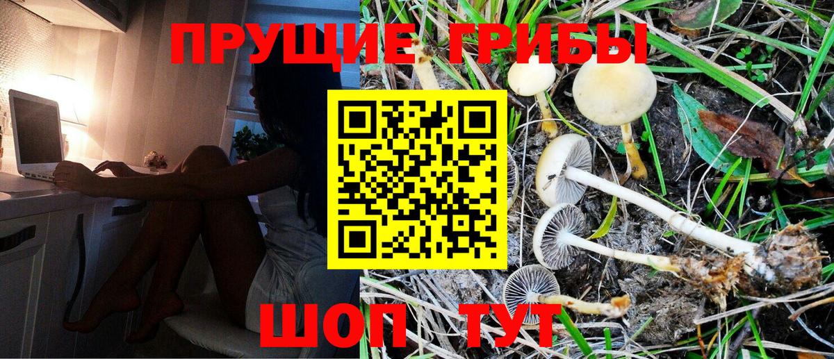 Галлюциногенные грибы Cubensis Видное